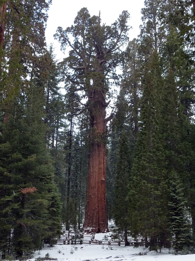 Sequoia parc(22).JPG